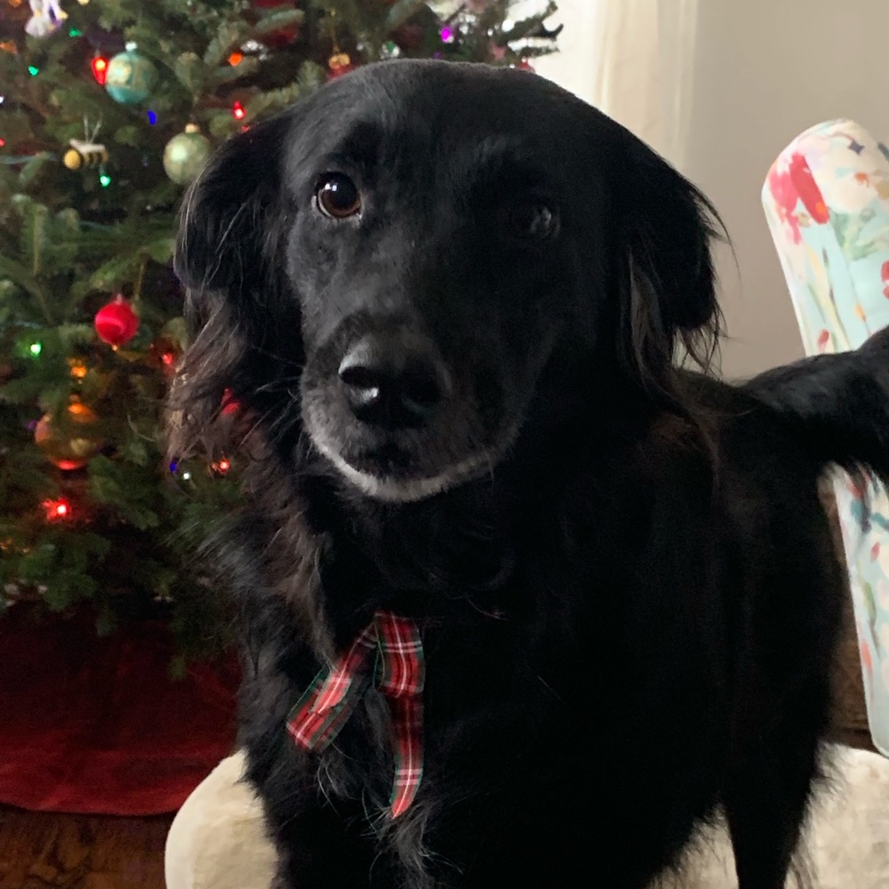 Meet your Posher, Francesca